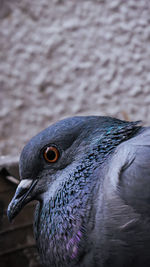 Close-up of pigeon