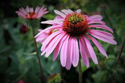 Close-up of coneflower blooming outdoors