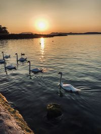 Swans swimming in lake during sunset