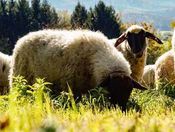 Close-up of sheep on field