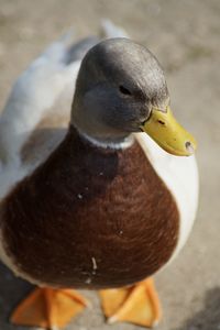 Close-up of duck swimming in lake