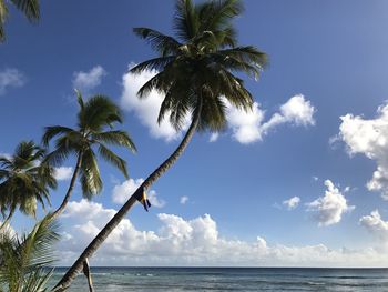 Palm tree by sea against sky in barbados 