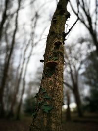 Close-up of lizard on tree trunk in forest