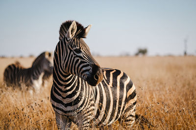 animal