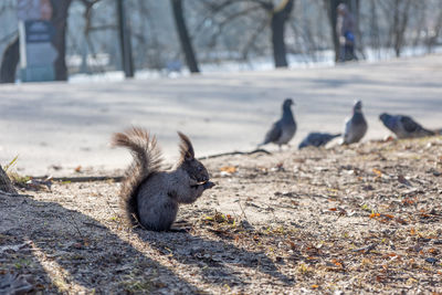 Black canadian squirrel sits on ground and eats nuts in park. selective focus. spring color 