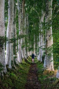 Rear view of woman walking amidst trees in forest