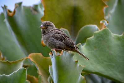 Close-up of bird perching on plant