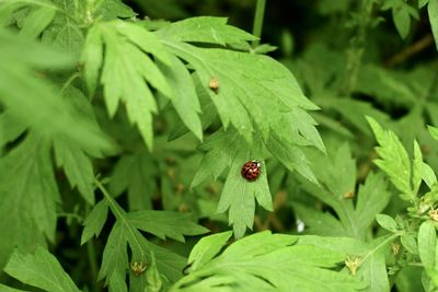 Close-up of ladybug on leaf