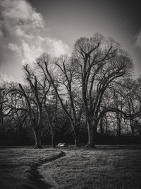 Bare trees on field against sky