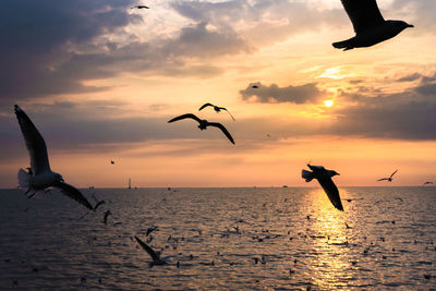 Silhouette birds flying over sea against sky