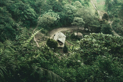 High angle view of plants and trees in forest