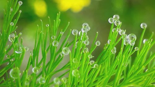 Close-up of wet grass on field during rainy season