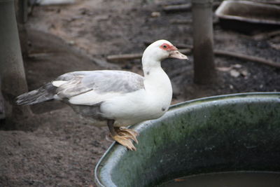 Close-up of a bird