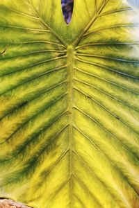 Full frame shot of palm leaf