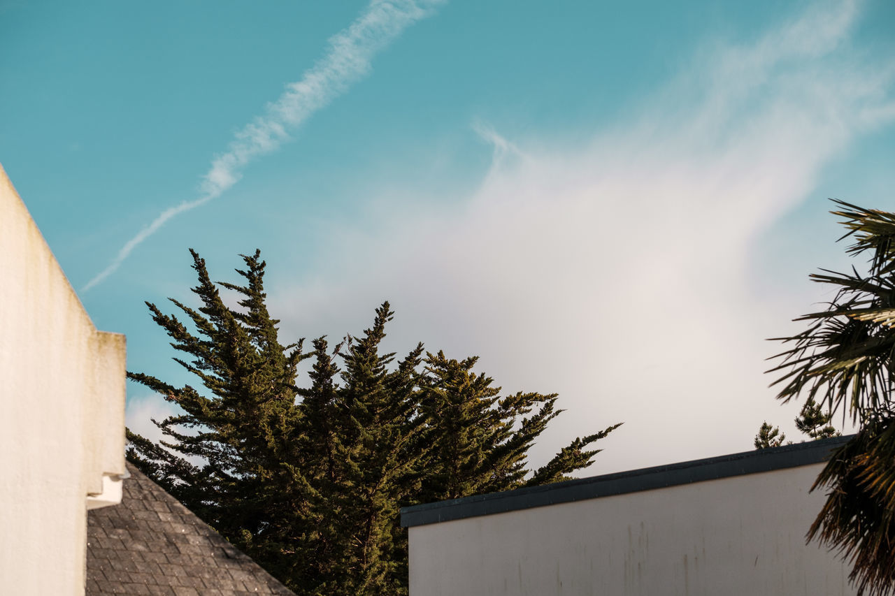 LOW ANGLE VIEW OF TREES AND HOUSE AGAINST SKY