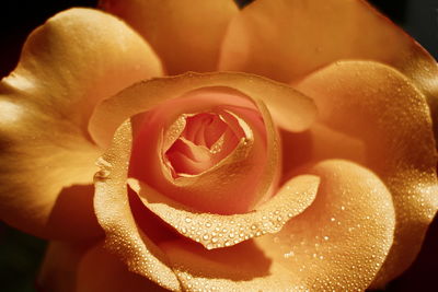 Close-up of rose