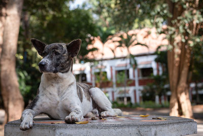 View of a dog sitting on a tree