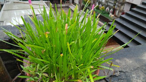 Close-up of fresh green plant