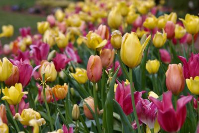 Close-up of red tulips