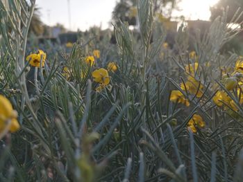Close-up of yellow flowering plants on field