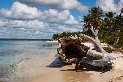 Driftwood on beach against sky