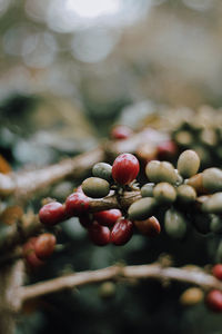 Close-up of berries growing on tree