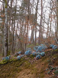 Trees in forest