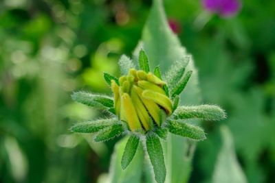 Close-up of yellow flowering plant