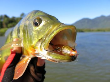 Close-up of fish swimming in sea