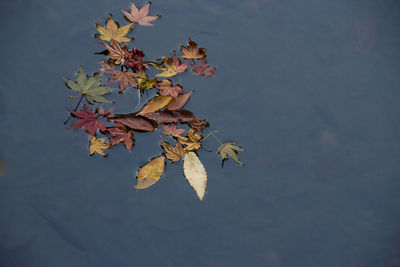 Plant growing on tree