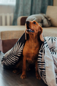 Dog relaxing on sofa at home