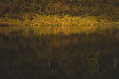 Reflection of trees in lake