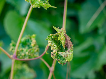 Small destructive galls on grape leaf caused by an aphid-like insect called phylloxera.