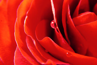 Full frame shot of red rose flower