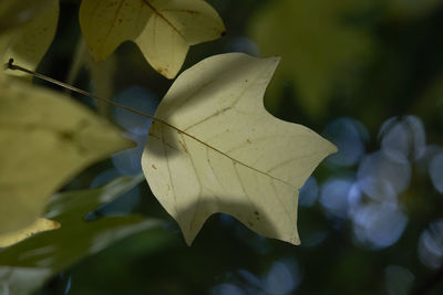 leaf