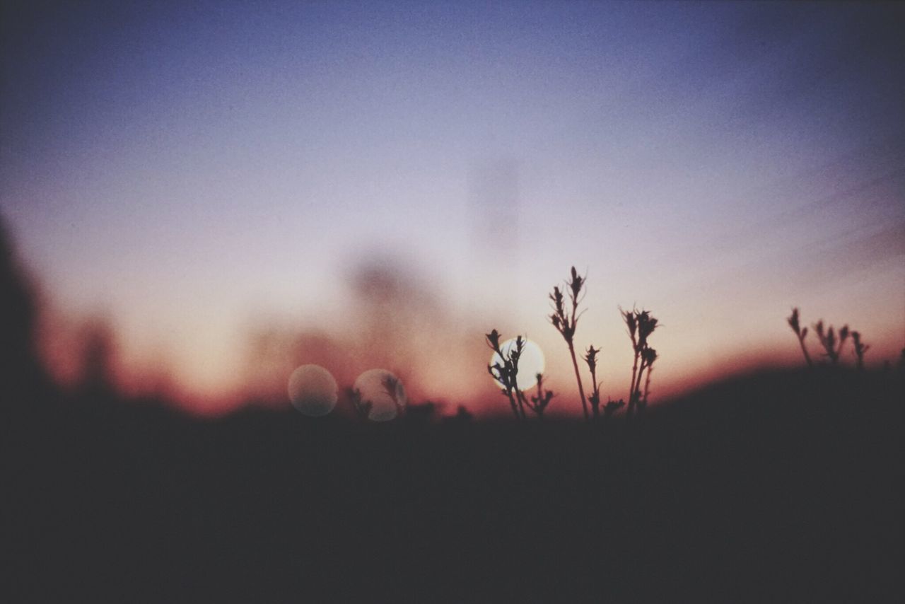 sunset, silhouette, tranquility, tranquil scene, beauty in nature, nature, growth, scenics, sky, plant, copy space, dusk, clear sky, field, landscape, idyllic, outdoors, orange color, no people, tree