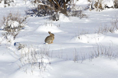 Desert cottontail rabbit sitting in profile in fresh snow in the petrified forest national park