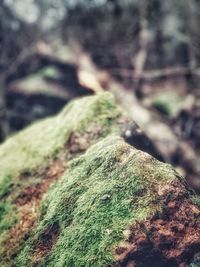 Close-up of moss growing on tree trunk
