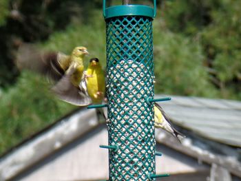 Close-up of bird perching on feeder