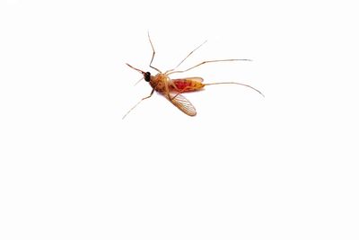 Close-up of insect against white background