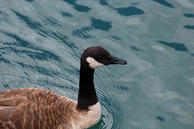 High angle view of canada goose swimming on lake