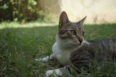 Cat looking away on field