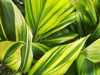 Full frame shot of green plant