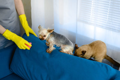 Woman in a apron and gloves cleans a sofa from dog hair. cleaning of the apartment. life with pets.