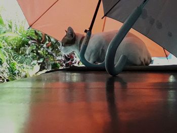 Cat resting on table at home