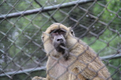Monkey on a fence
