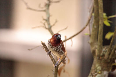 Spice finch bird lonchura punctulata perches on a branch in a tropical garden.