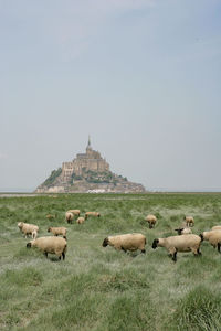 Flock of sheep on grassy field