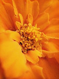 Macro shot of yellow flower