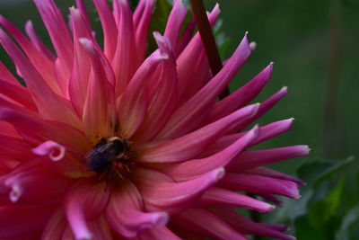 Close-up of bee on pink flower